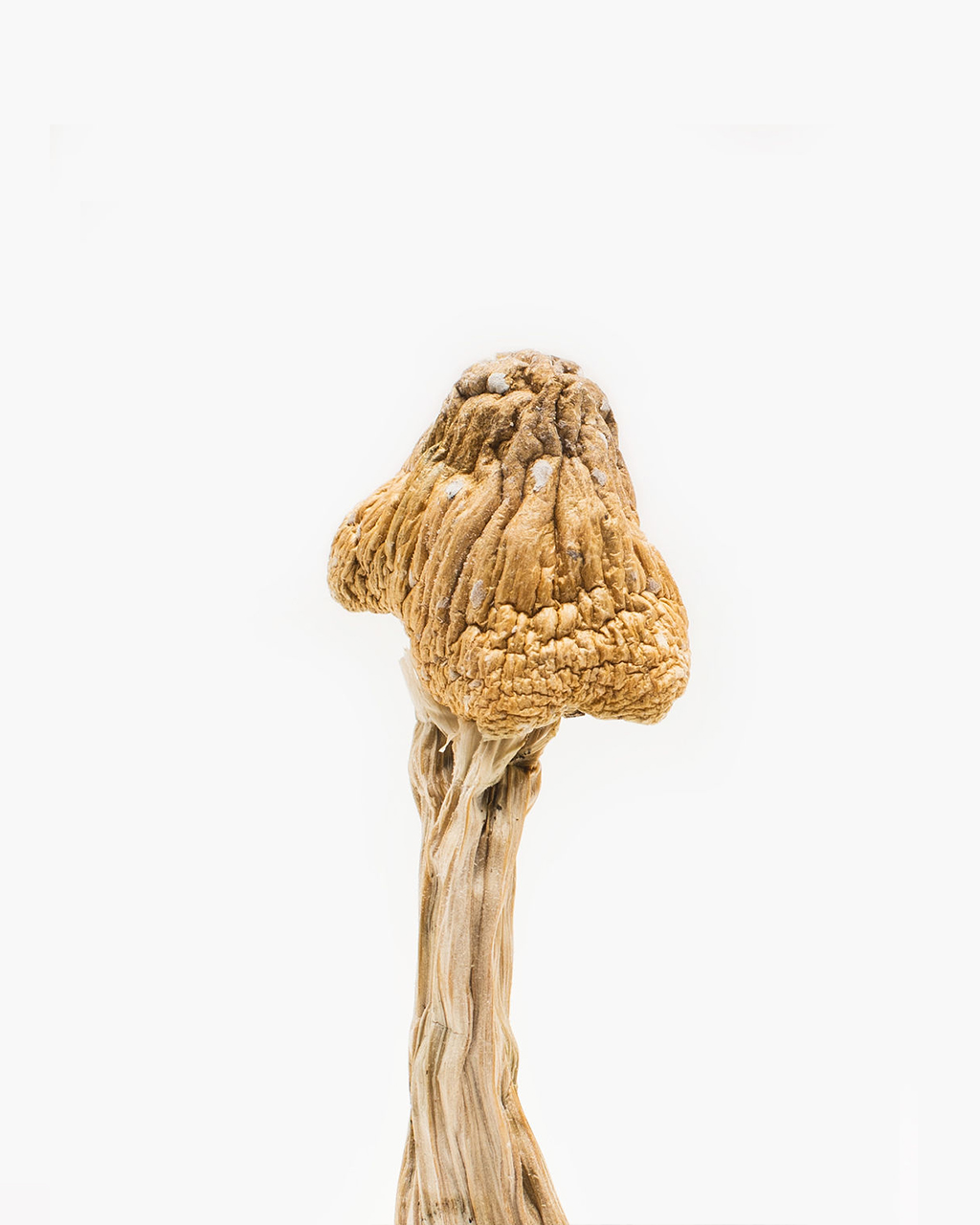 Buy Tri-Colour Ecuadorian Magic Mushroom (Premium) Buy Tri-Colour Ecuadorian Magic Mushroom (Premium)